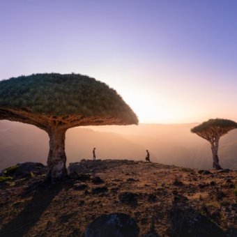 trees in a sunset view